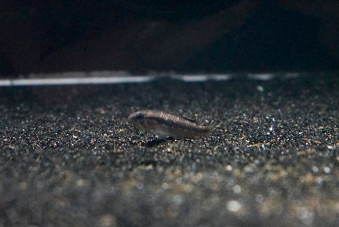 Apistogramma elizabethae