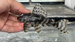 L-15 Candy Stripe Pleco (Peckoltia Vittata)