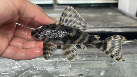 L-15 Candy Stripe Pleco (Peckoltia Vittata)