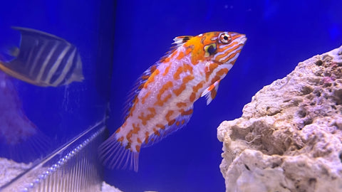Choat's Red Leopard Wrasse (Macropharyngodon choati) - Rare