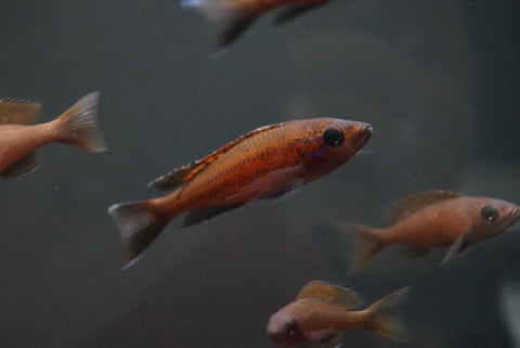 Blue Neon Cichlid (Paracyprichromis Nigripinnis)