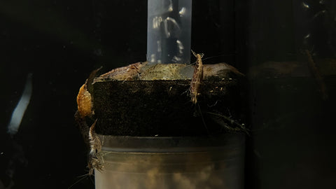 Wild Neocardina