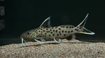 Synodontis petricola