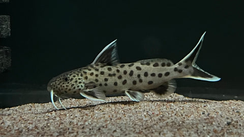 Synodontis petricola