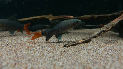 Red Tail Shark (Epalzeorhynchus bicolor)