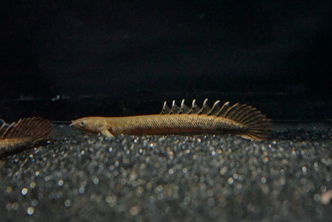 Teugelsi Bichir (Polypterus teugelsi)