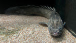 Lapradei Bichir “Sankarani Guinea” (Polypterus lapradei)