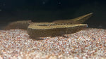 Chinese Flex Neck Eel(Sinobdella sinensis)