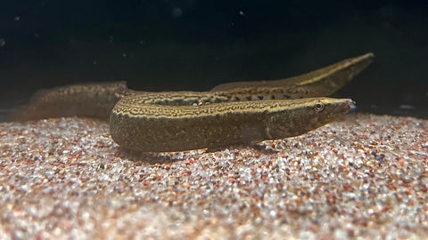 Chinese Flex Neck Eel(Sinobdella sinensis)