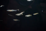 Norman's Lampeye Killifish (Poropanchax normani)