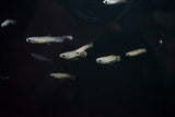 Norman's Lampeye Killifish (Poropanchax normani)