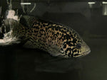 Cuban Cichlid (Nandopsis tetracanthus) - PAIR