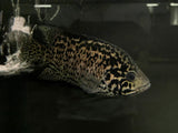 Cuban Cichlid (Nandopsis tetracanthus) - PAIR