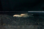 Longfin Albino Bristlenose Pleco (Ancistrus cirrhosus "albino")