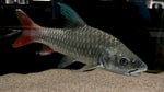 African Rainbow Mahseer (Labeobarbus malagarisi) - RARE