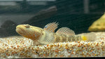 Rhinogobius Blue