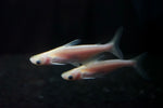 Albino Iridescent Shark (Pangasius Hypophthalmus)