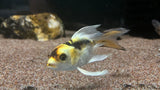 Panda Shortbody Koi (Cyprinus rubrofuscus) - Small