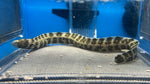 Snowflake Eel (Echidna nebulosa)*