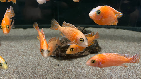 Dragon Blood Peacock (Aulonocara sp.) - Medium