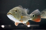 Orinoco Peacock Bass (Cichla orinocensis)