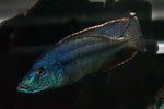 Malawi Eyebiter (Dimidiochromis compressiceps)