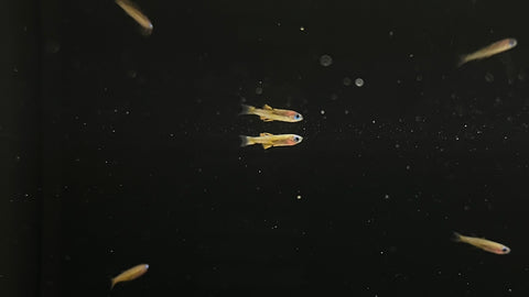 Red Neon Rainbowfish (Pseudomugil iriani)