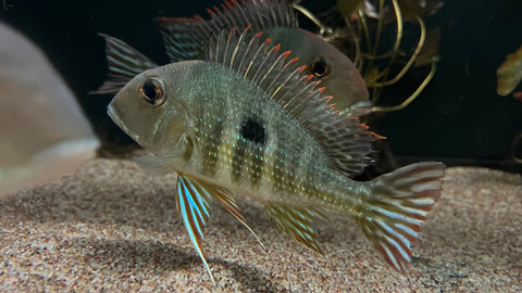 Red Head Tapajos (Geophagus pyrocephalus) - Large