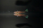 Geryis Killifish (Scriptaphyosemion geryi)