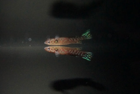 Geryis Killifish (Scriptaphyosemion geryi)