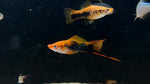 Red Tuxedo Swordtail (Xiphophorus helleri)