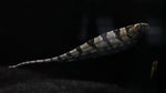 Centipede Knifefish (Steatogenys duidae)