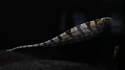 Centipede Knifefish (Steatogenys duidae)