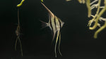 Atabapo Altum Angelfish (Pterophyllum altum)