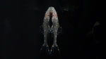 L-155 Albino Adonis Pleco (Acanthicus hystrix)