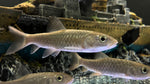 Taiwan Mahseer (Spinibarbus hollandi)