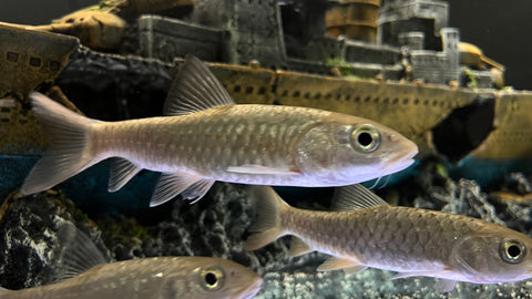 Taiwan Mahseer (Spinibarbus hollandi)
