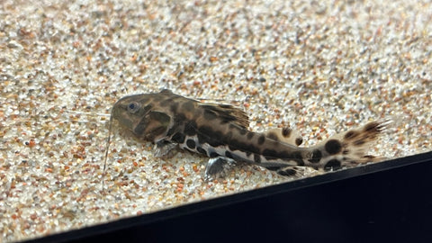 Tiger Shovelnose x Leopard Catfish Hybrid (Brachyplatystoma sp.)