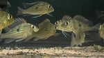 Geophagus Sveni - Medium