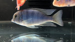 Malawi Blue Dolphin (Cyrtocara moorii) - Medium