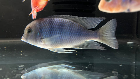 Malawi Blue Dolphin (Cyrtocara moorii) - Medium
