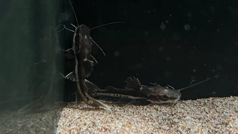 Redtail x Shovelnose Catfish Hybrid (Brachyplatystoma sp) - Small