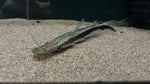 Lima Shovelnose Catfish (Sorubim lima) - Medium