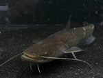 Wels Catfish -Jumbo WYSIWYG
