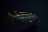 Buccochromis Nototaenia