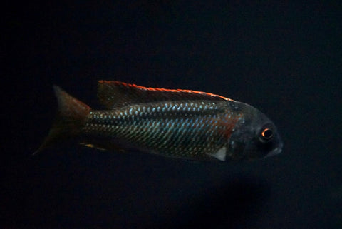 Buccochromis Nototaenia
