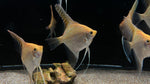 Gold Angelfish (Pterophyllum scalare)