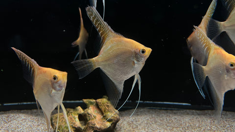 Gold Angelfish (Pterophyllum scalare)