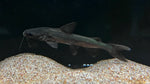 Gold Trunkhead Catfish (Cryptarius truncatus)