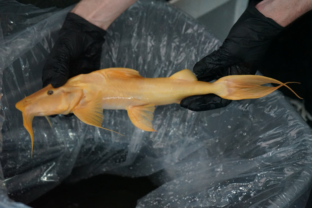 Golden Goonch Catfish (Bagarius yarrelli) - RARE (CARGO ONLY